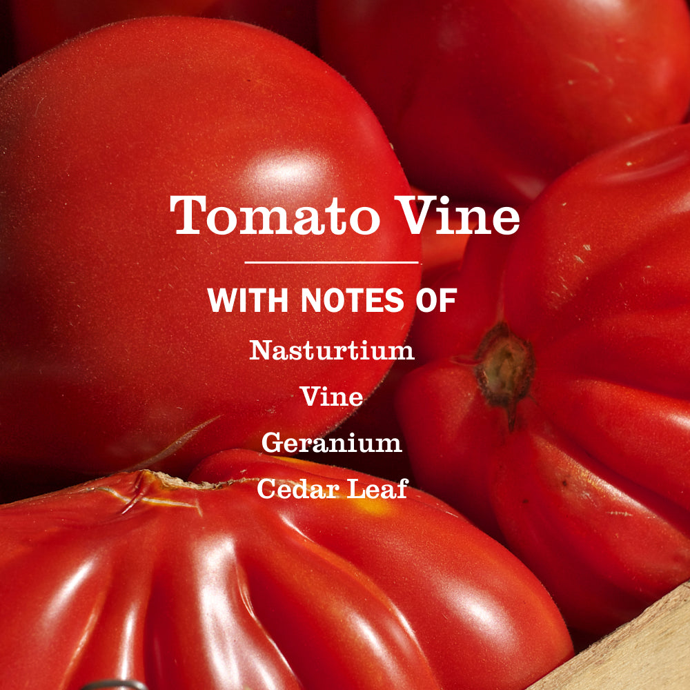 Tomato Vine Liquid Dish Soap - Image 4